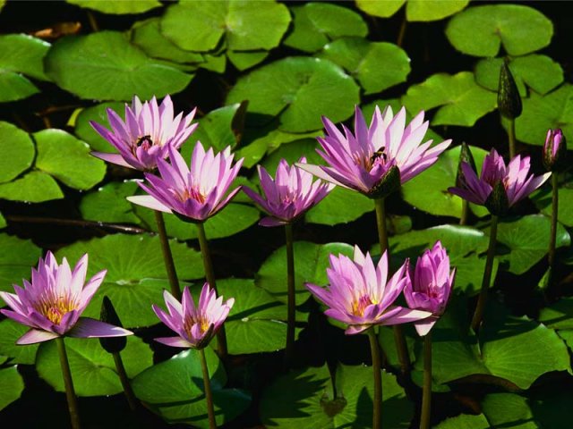 Water lilies.jpg, 82 KB